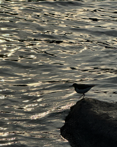 Spotted Sandpiper
