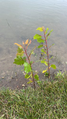 Eastern Cottonwood