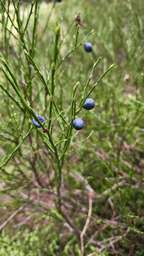 common bilberry