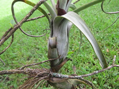 Tillandsia balbisiana, photograph (c) Ben Machado, some rights reserved (CC BY)