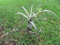 Tillandsia balbisiana