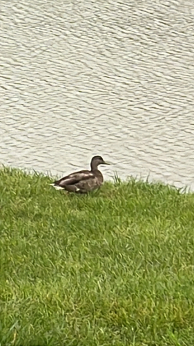 Mallard