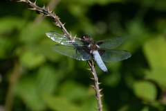 Libellula depressa