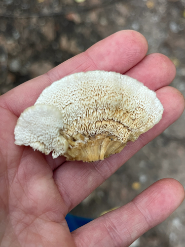 Deer-colored Trametes
