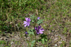 Malva sylvestris
