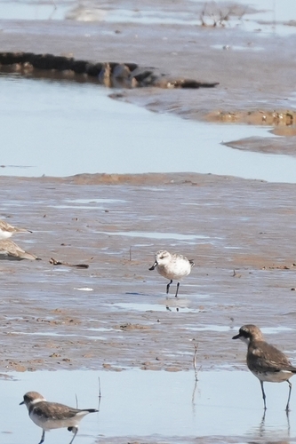 Spoon-billed Sandpiper