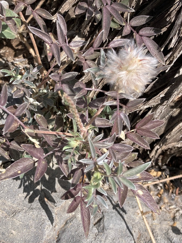Wright's prairie clover
