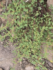 Ayenia filiformis