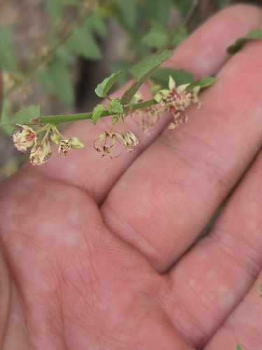 Ayenia filiformis, photograph 3