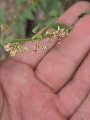 Ayenia filiformis, photograph author not stated, no rights reserved