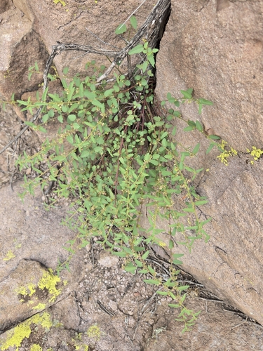 Ayenia filiformis, photograph 4