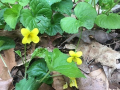 Viola pubescens