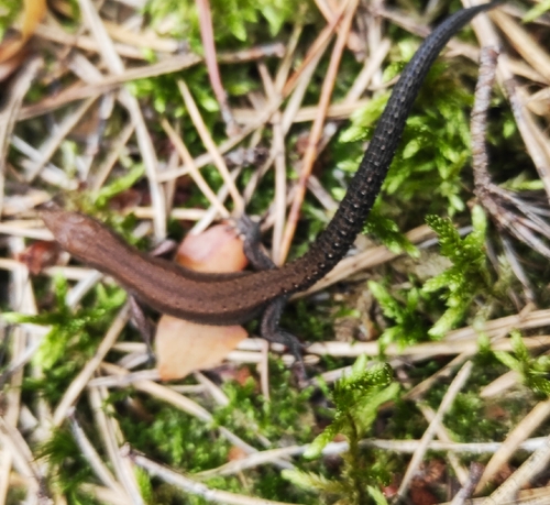 Viviparous Lizard