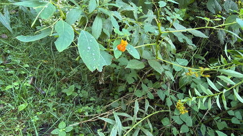 common jewelweed