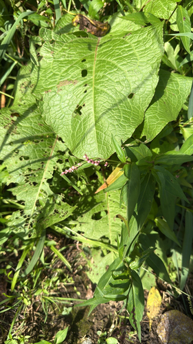 low smartweed