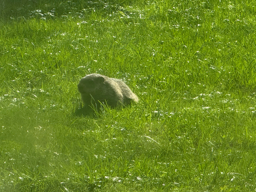 Groundhog
