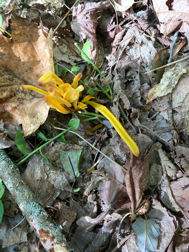 Golden Spindles