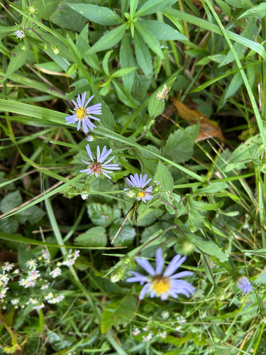 crookedstem aster