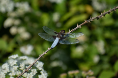 Libellula depressa