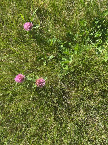 Red Clover