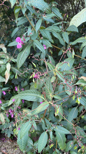 Himalayan balsam