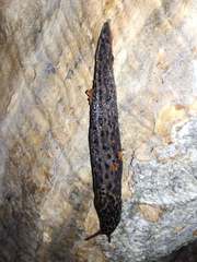 Limax maximus