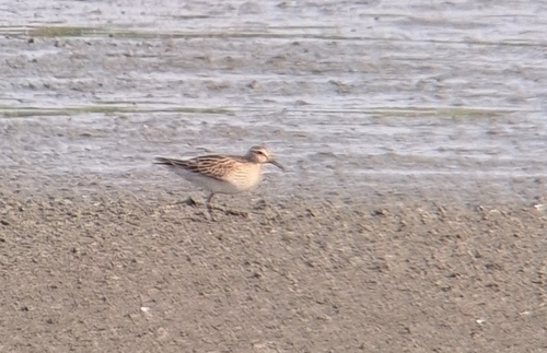 Pectoral Sandpiper