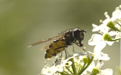 Parasyrphus punctulatus