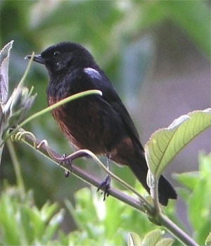 Merida Flowerpiercer (Diglossa gloriosa), photo 1
