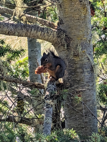 Douglas's Squirrel