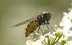 Parasyrphus punctulatus