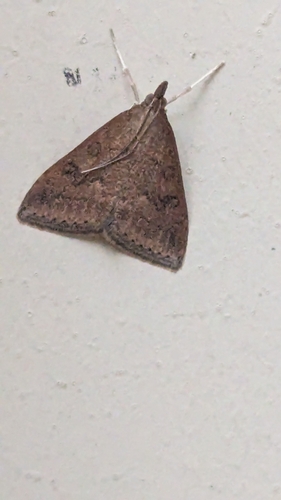 Celery Leaftier Moth