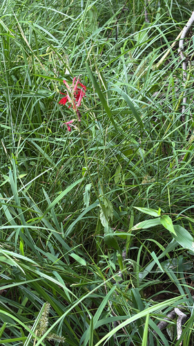 cardinal flower