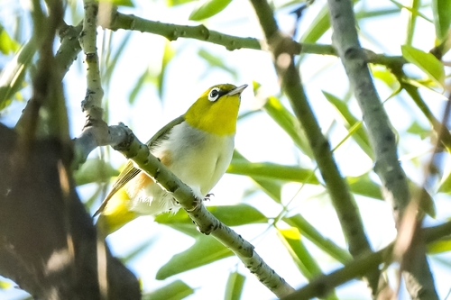 Chestnut-flanked White-eye