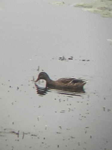 Mallard
