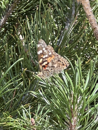 Painted Lady