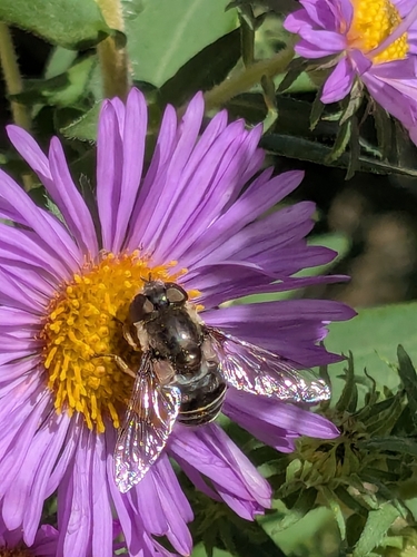 Black-shouldered Drone Fly