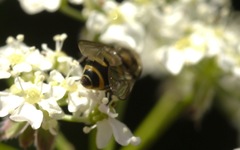 Parasyrphus punctulatus