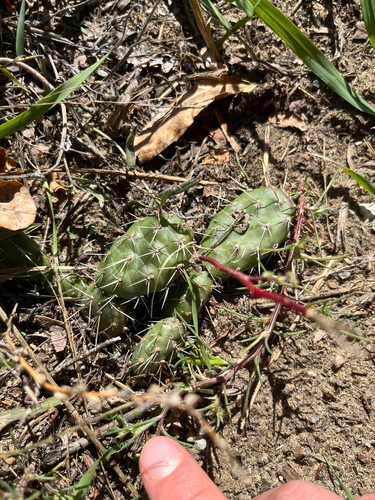 Opuntia fragilis, photograph 5