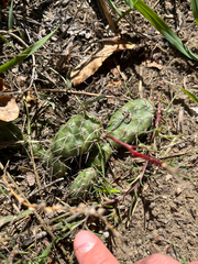 Opuntia fragilis, photograph (c) Jackson Withey, some rights reserved (CC BY)