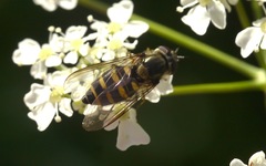 Parasyrphus punctulatus
