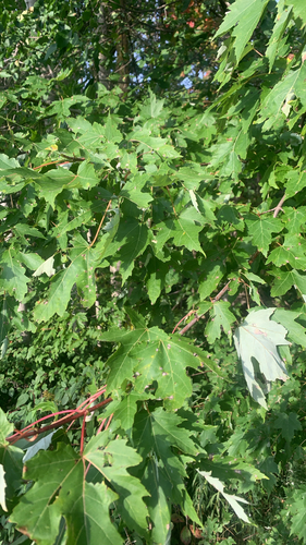 silver maple