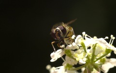 Parasyrphus punctulatus