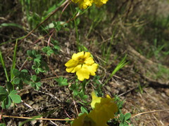 Tropaeolum hookerianum