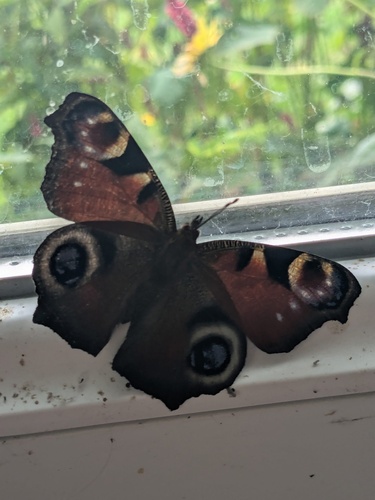 European Peacock Butterfly
