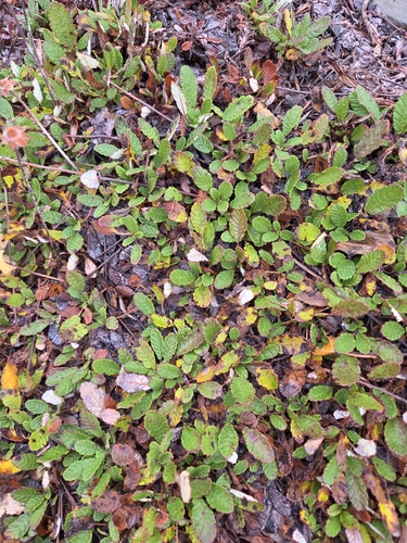 Dryas drummondii