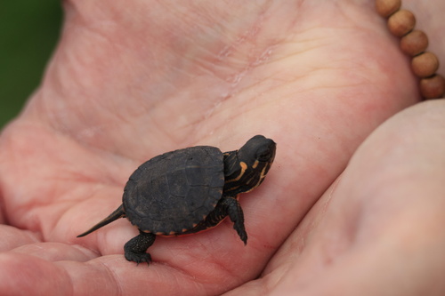 Painted Turtle
