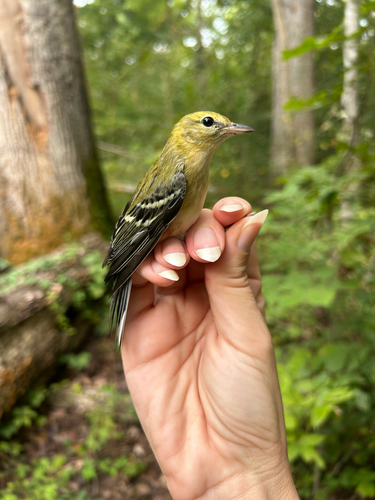 Bay-breasted Warbler