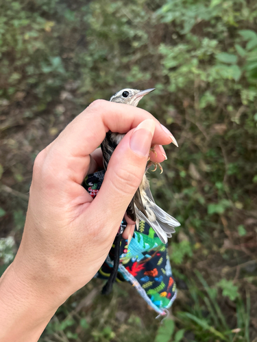 Black-and-white Warbler
