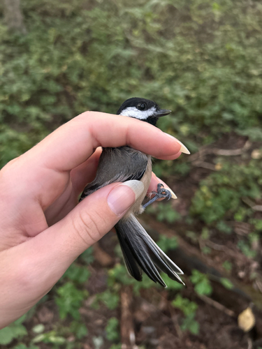 Black-capped Chickadee